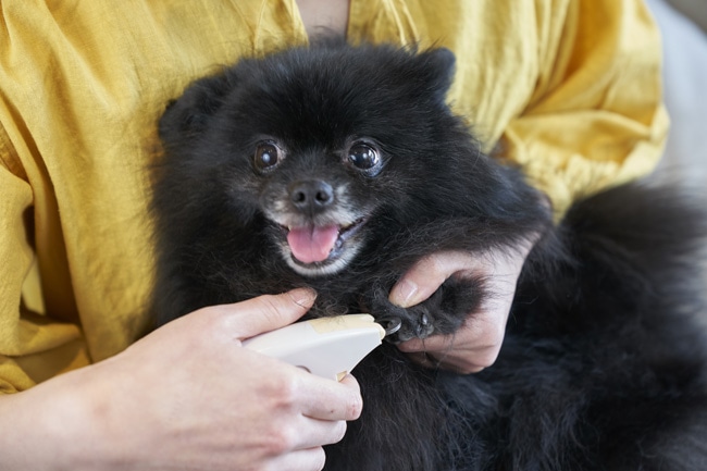 犬への爪切り方法と気をつけるポイント・黒い爪と白い爪の注意点