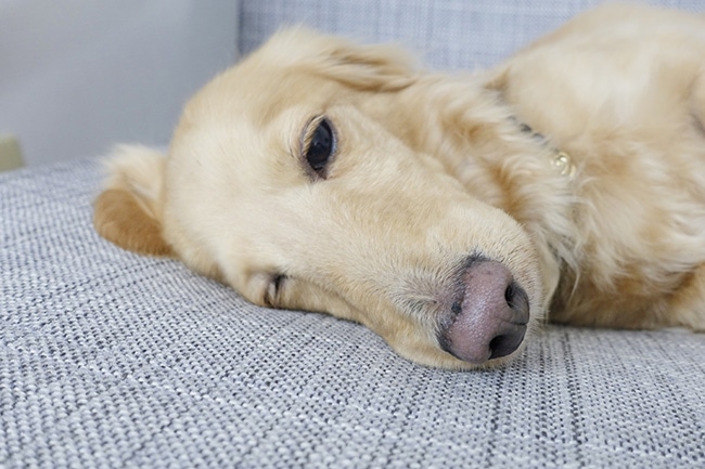 犬のストレスの原因を知ろう！見分け方と解消・対策法をご紹介