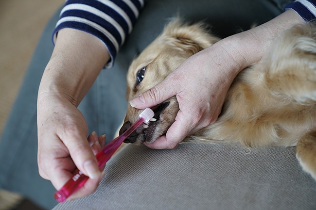 犬が歯磨きを嫌がる！歯ブラシ要らずのケア方法は？