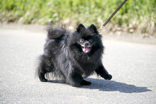 ポメラニアンの性格・特長は？飼い主様・飼いたい方必見徹底解説！