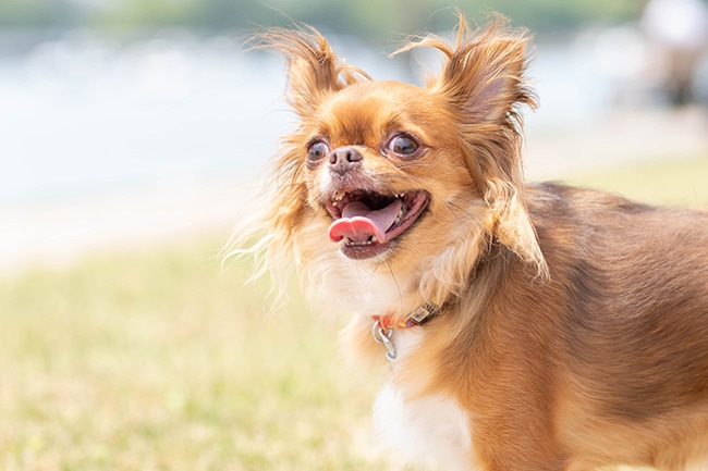 愛犬の歯周病対策は大丈夫？症状や予防策をご紹介！