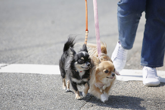 散歩中に犬が引っ張る際の犬の気持ちと引っ張り対策・対処法をご紹介