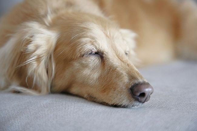 犬の寝言に意味はあるの？よくある就寝中の行動や病気との関連について