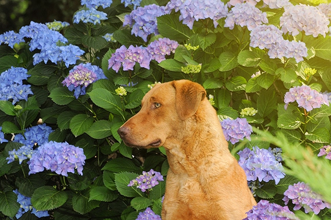 梅雨の時期には愛犬と一緒に紫陽花を見て癒されましょう！
