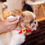 2320犬の耳掃除のやりかた・ケア方法を詳しくご紹介
