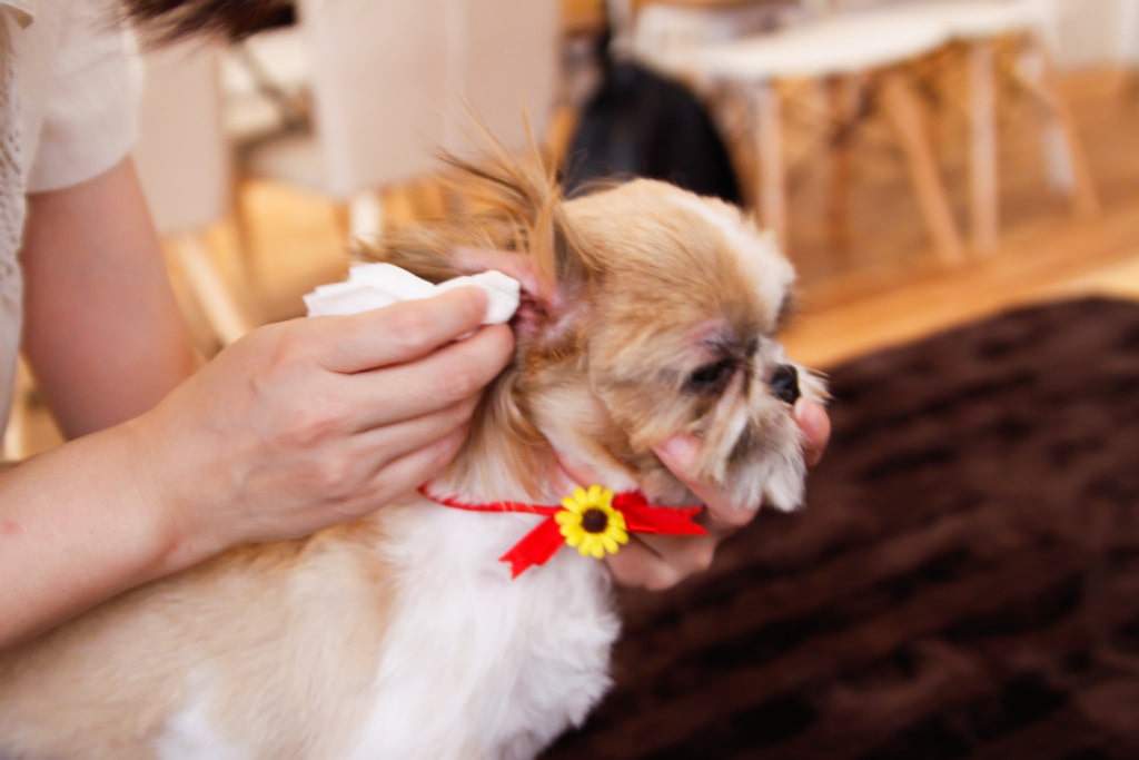 犬の耳掃除のやりかた・ケア方法を詳しくご紹介