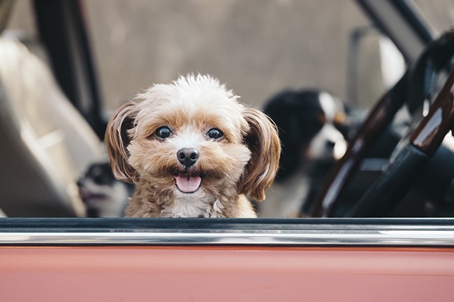 犬とのドライブで安全のために気をつけたいポイントやコツをご紹介