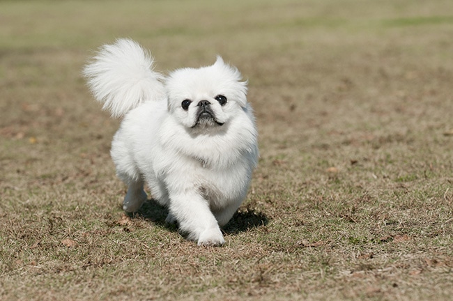 ペキニーズの性格・特長は？飼い主様・飼いたい方必見徹底解説！