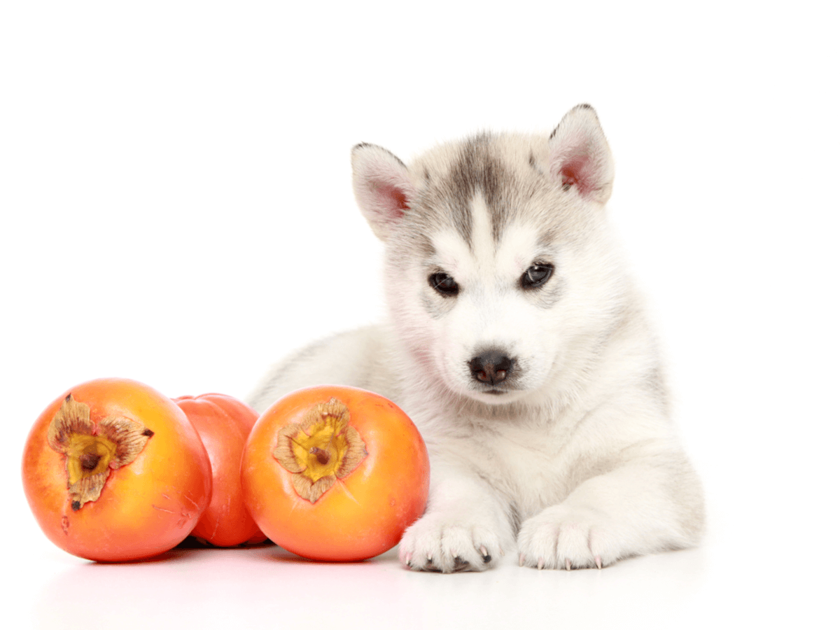 犬は柿を食べていいの？あげるときは皮や種を取り除いて誤食しないように注意しよう